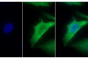 Detection of MTNR1A in Human HepG2 cell using Polyclonal Antibody to Melatonin Receptor 1A (MTNR1A) (Melatonin Receptor 1A antibody  (AA 296-350))