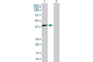 Western Blot analysis of RFC4 expression in transfected 293T cell line by RFC4 MaxPab polyclonal antibody. (RFC4 antibody  (AA 1-363))