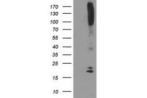 Western Blotting (WB) image for anti-DAN Domain Family, Member 5 (DAND5) (AA 23-189) antibody (ABIN1491235) (DAND5 antibody  (AA 23-189))