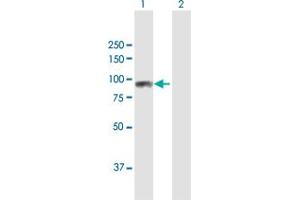 Western Blot analysis of SCYL3 expression in transfected 293T cell line by SCYL3 MaxPab polyclonal antibody. (SCYL3 antibody  (AA 1-688))