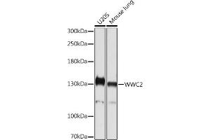 Western blot analysis of extracts of various cell lines, using WWC2 Rabbit pAb (ABIN7271389) at 1:1000 dilution. (WWC2 antibody)