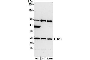 anti-Isopentenyl-Diphosphate delta Isomerase 1 (IDI1) (AA 177-227) antibody