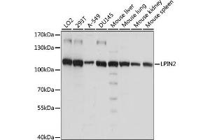 Western blot analysis of extracts of various cell lines, using LPIN2 antibody (ABIN7268282) at 1:1000 dilution. (Lipin 2 antibody  (AA 180-400))