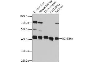 Western blot analysis of extracts of various cell lines, using BCKDHA Rabbit pAb (ABIN7265919) at 1:1000 dilution.
