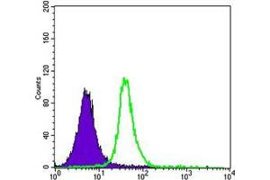 Flow cytometric analysis of Jurkat cells using SMAD5 mouse mAb (green) and negative control (purple). (SMAD5 antibody)