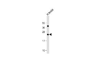 FAM3A antibody  (AA 201-230)