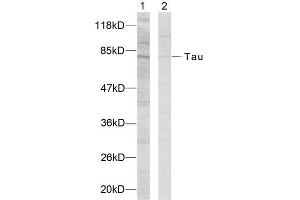 Western Blotting (WB) image for anti-tau Protein (Ser235) antibody (ABIN1848162) (tau antibody  (Ser235))