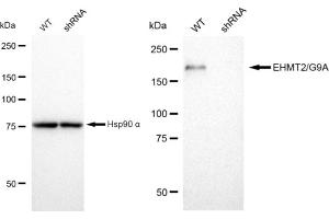 Western blotting analysis using EHMT2/G9A antibody (ABIN7797610). (Recombinant EHMT2 antibody)