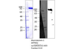 Western Blotting (WB) image for Myotubularin 1 (MTM1) (AA 1-603) protein (Strep Tag) (ABIN3155683) (MTM1 Protein (AA 1-603) (Strep Tag))