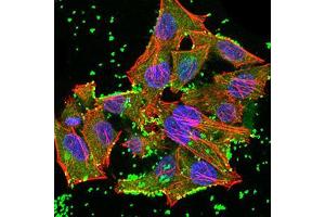Immunofluorescence analysis of Hela cells using JARID2 mouse mAb (green). (JARID2 antibody  (AA 1097-1246))