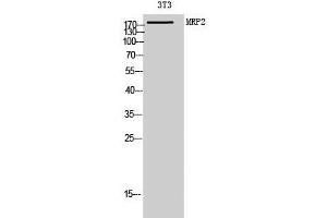 Western Blot analysis of 3T3 cells using ABCC2 Polyclonal Antibody at dilution of 1:1000.
