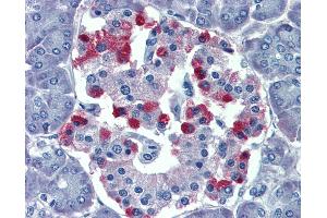 Anti-GNAS antibody IHC of human pancreas. (GNAS antibody  (AA 36-85))