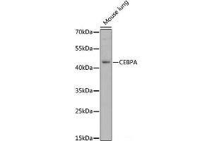 Western blot analysis of extracts of Mouse lung using CEBPA Polyclonal Antibody at dilution of 1:1000. (CEBPA antibody)
