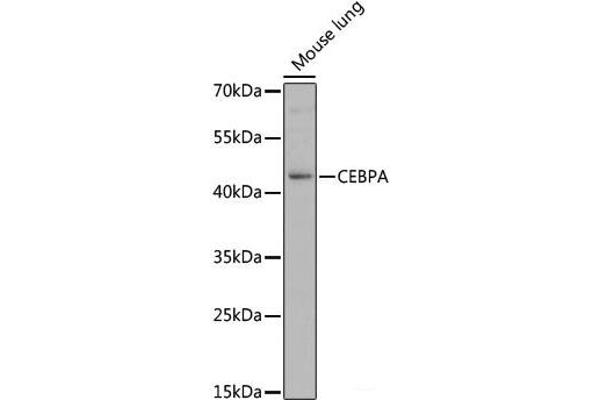 CEBPA anticorps