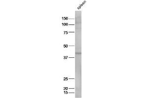 Mouse spleen lysates probed with Anti-Prostaglandin E Receptor EP2 Polyclonal Antibody, Unconjugated  at 1:5000 90min in 37˚C. (PTGER2 antibody  (AA 271-358))