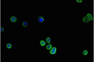 Immunofluorescent analysis of HepG2 cells using ABIN7148208 at dilution of 1:100 and Alexa Fluor 488-congugated AffiniPure Goat Anti-Rabbit IgG(H+L) (COL4A1 antibody  (AA 30-167))