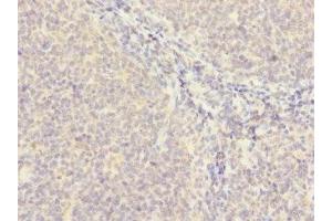 Immunohistochemistry of paraffin-embedded human tonsil tissue using ABIN7159387 at dilution of 1:100 (MS4A4A antibody  (AA 1-64))