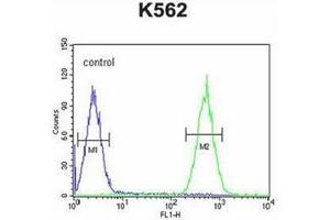 Flow cytometric analysis of K562 cells using PURG Antibody (C-term) Cat. (PURG antibody  (C-Term))