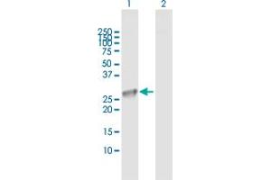 Western Blot analysis of CLIC3 expression in transfected 293T cell line by CLIC3 MaxPab polyclonal antibody.