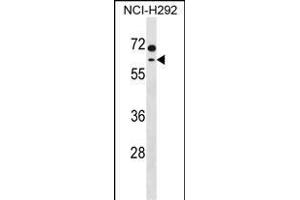 MCCC2 Antibody (C-term) (ABIN1537373 and ABIN2850364) western blot analysis in NCI- cell line lysates (35 μg/lane). (MCCC2 antibody  (C-Term))