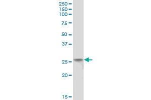 C4orf43 MaxPab polyclonal antibody. (C4orf43 antibody  (AA 1-203))