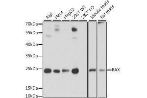 Western blot analysis of extracts of various cell lines, using BAX antibody. (BAX antibody  (AA 1-100))