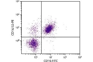 BALB/c mouse splenocytes were stained with Rat Anti-Mouse CD16/32-PE. (CD32/CD16 antibody  (PE))