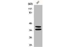 Western Blot analysis of 293 cells using Pax-2 Polyclonal Antibody (PAX2A antibody  (Internal Region))