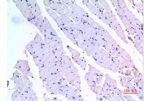 Immunohistochemistry (IHC) analysis of paraffin-embedded Mouse Muscle, antibody was diluted at 1:100.
