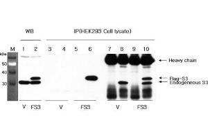 Western blot analysis using anti-RPS3 (human), pAb  at 1:1'000 dilution. (RPS3 antibody)