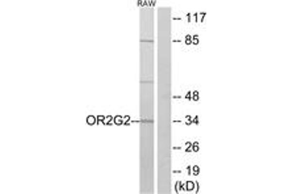 OR2G2 antibody  (AA 241-290)