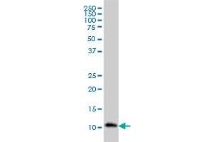 RPA3 monoclonal antibody (M01), clone 1F4 Western Blot analysis of RPA3 expression in HL-60 . (RPA3 antibody  (AA 12-121))