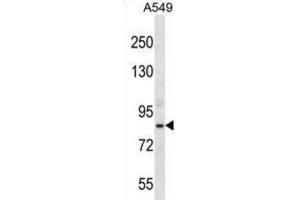 Western Blotting (WB) image for anti-Aspartate beta-Hydroxylase (ASPH) antibody (ABIN2996945)