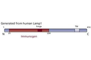 Image no. 2 for anti-Lysosomal-Associated Membrane Protein 1 (LAMP1) (AA 25-224) antibody (ABIN968337) (LAMP1 antibody  (AA 25-224))