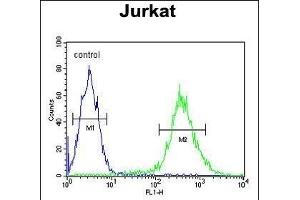 T Antibody (C-term) (ABIN653764 and ABIN2843060) flow cytometric analysis of Jurkat cells (right histogram) compared to a negative control cell (left histogram). (STING/TMEM173 antibody  (C-Term))
