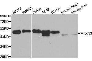 Western blot analysis of extracts of various cell lines, using ATXN3 antibody (ABIN6290080) at 1:1000 dilution.