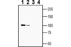 Western blot analysis of rat brain membranes (lanes 1 and 3) and mouse brain membranes (lanes 2 and 4):1-2.