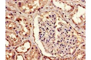Immunohistochemistry of paraffin-embedded human kidney tissue using ABIN7159609 at dilution of 1:100 (MBD1 antibody  (AA 106-355))
