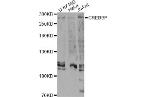 Western blot analysis of extracts of various cell lines, using CREBBP Antibody (ABIN5974440) at 1/1000 dilution. (CBP antibody)