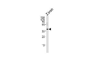 DANRE hey2 Antibody (C-term) Azb10024b western blot analysis in zebra fish brain tissue lysates (35 μg/lane). (HEY2 antibody  (C-Term))