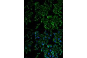 Immunofluorescence (IF) image for anti-Tumor Necrosis Factor Receptor Superfamily, Member 1A (TNFRSF1A) (AA 22-211) antibody (ABIN1513619)