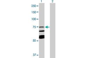 Western Blot analysis of CAPN10 expression in transfected 293T cell line by CAPN10 MaxPab polyclonal antibody. (CAPN10 antibody  (AA 1-672))