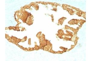 Formalin paraffin rat oviduct with Basic Cytokeratin antibody (KRTH/1076). (Keratin Basic antibody)