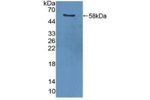Figure. (PCNA antibody  (AA 6-261))