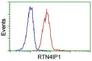 Image no. 2 for anti-Reticulon 4 Interacting Protein 1 (RTN4IP1) antibody (ABIN1500772) (RTN4IP1 antibody)