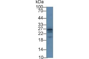 Detection of APOA1 in Rat Cerebrum lysate using Monoclonal Antibody to Apolipoprotein A1 (APOA1)