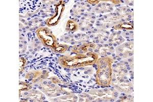 Immunohistochemistry analysis of paraffin-embedded mouse kidney using,TSPAN1 (ABIN7075867) at dilution of 1: 4000