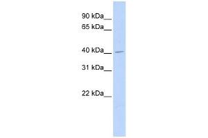 ASAHL antibody used at 1 ug/ml to detect target protein. (NAAA antibody  (Middle Region))