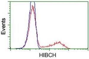 Image no. 3 for anti-3-hydroxyisobutyryl-CoA Hydrolase (HIBCH) antibody (ABIN1498654)