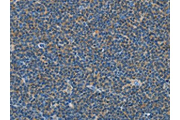 COX7B2 antibody